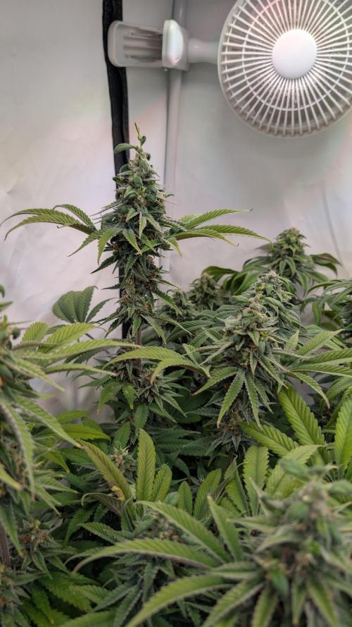 Cup Winning Strains 2026. Week 14