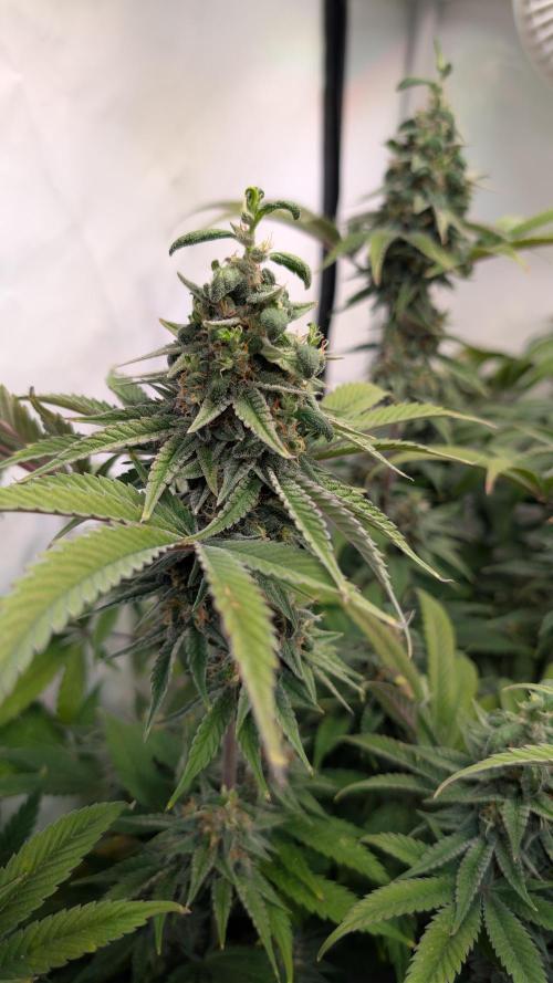 Cup Winning Strains 2026. Week 14