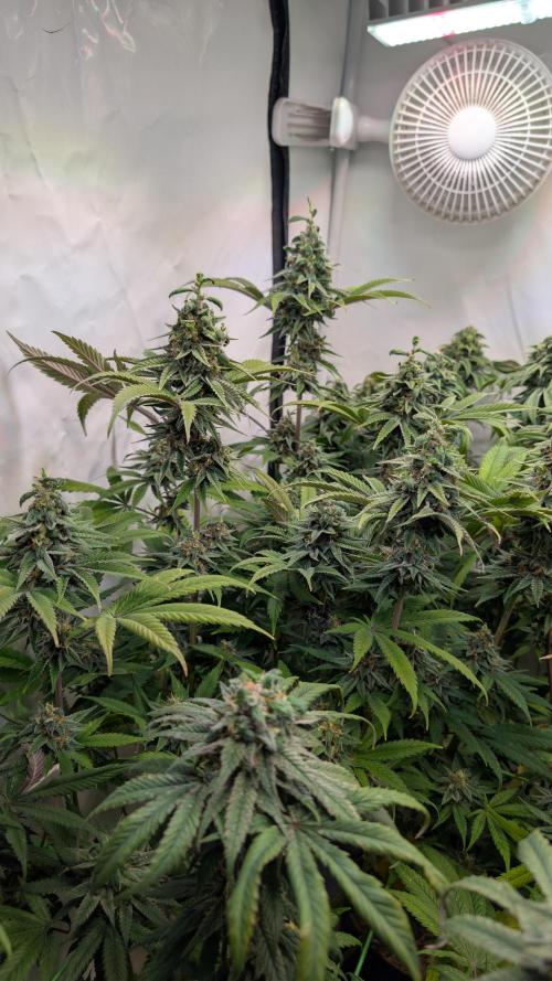 Cup Winning Strains 2026. Week 14