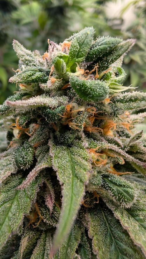 Cup Winning Strains 2026. Week 14