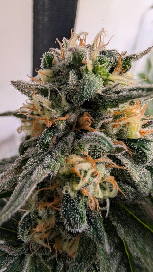 Cup Winning Strains 2026. Week 14