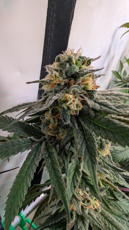 Cup Winning Strains 2026. Week 14