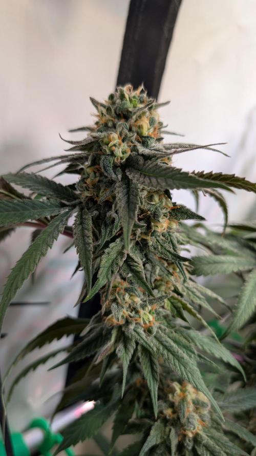 Cup Winning Strains 2026. Week 14