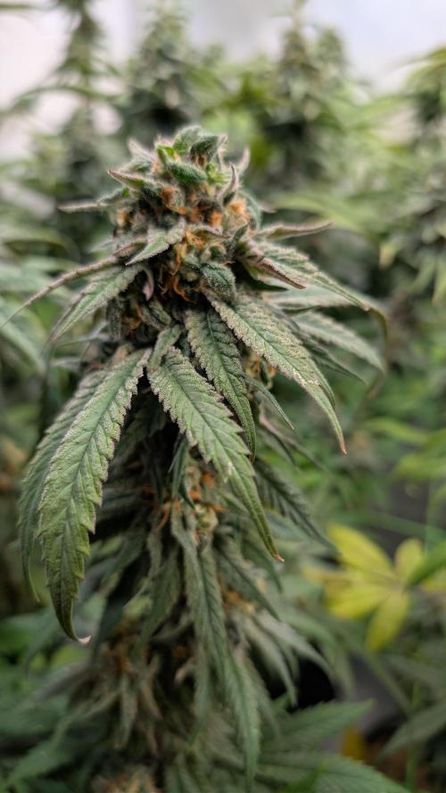 Cup Winning Strains 2026. Week 14
