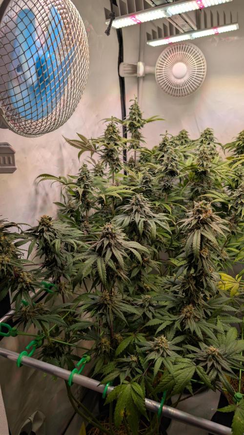 Cup Winning Strains 2026. Week 14