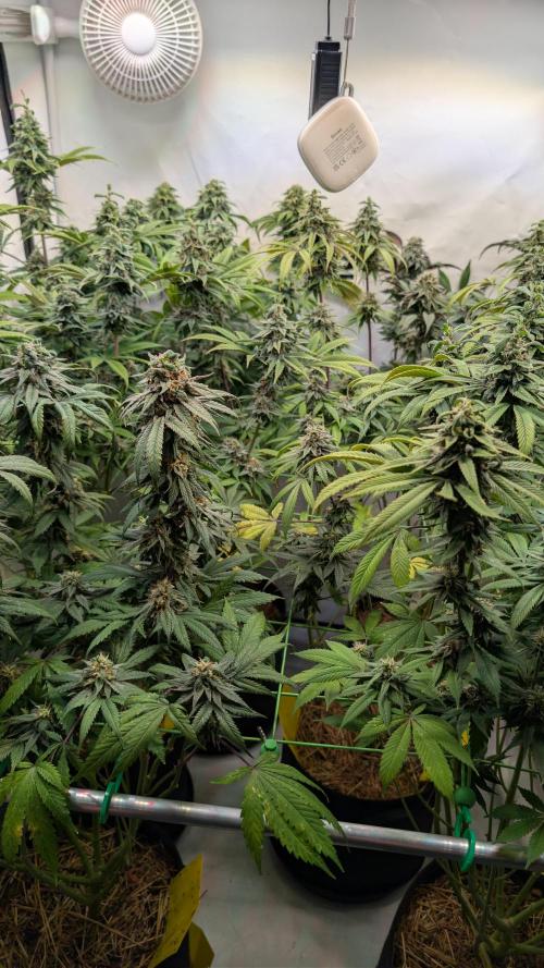 Cup Winning Strains 2026. Week 14