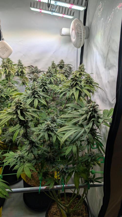 Cup Winning Strains 2026. Week 14