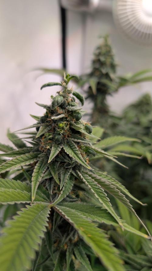 Cup Winning Strains 2026. Week 14