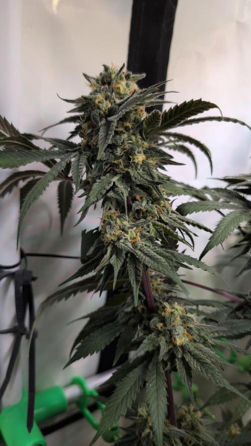Cup Winning Strains 2026. Week 14