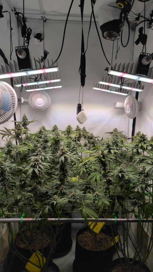 Cup Winning Strains 2026. Week 14