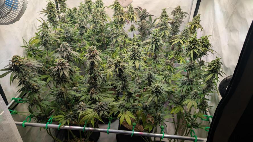 Cup Winning Strains 2026. Week 15