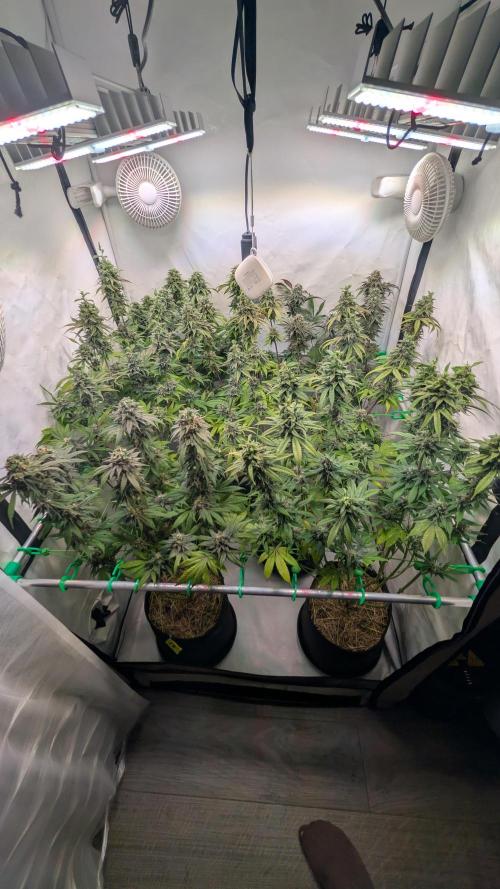 Cup Winning Strains 2026. Week 15