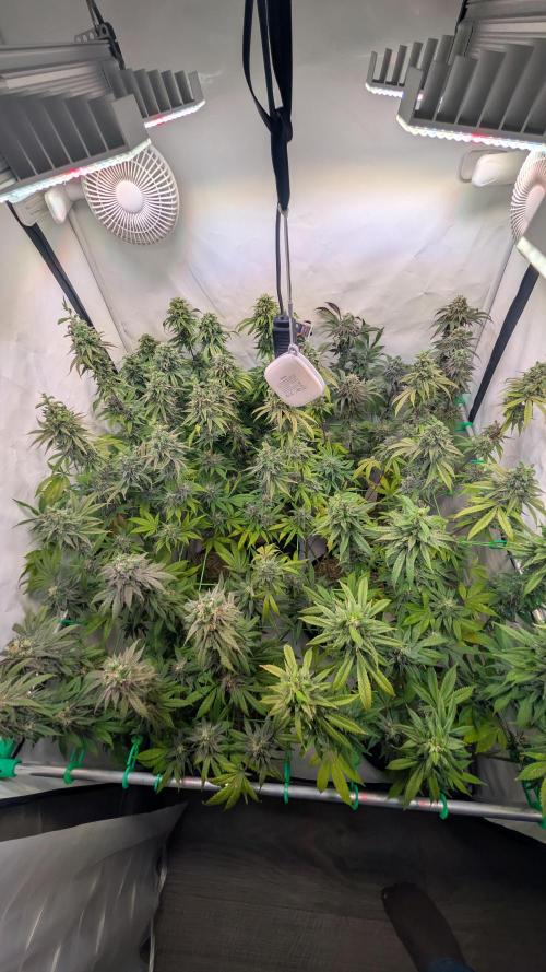 Cup Winning Strains 2026. Week 15