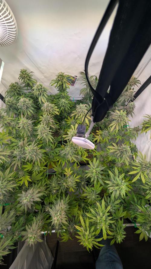 Cup Winning Strains 2026. Week 15