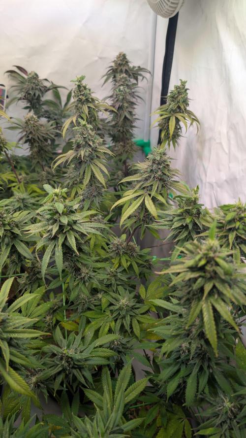 Cup Winning Strains 2026. Week 15