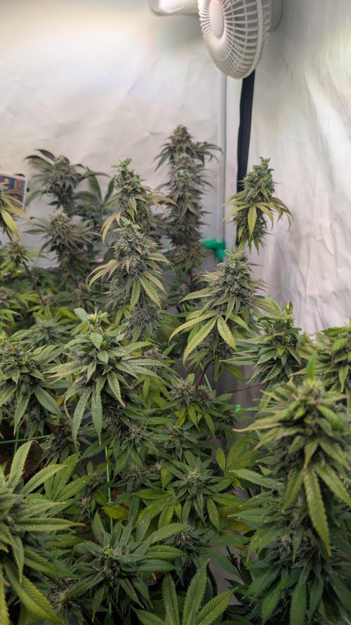 Cup Winning Strains 2026. Week 15