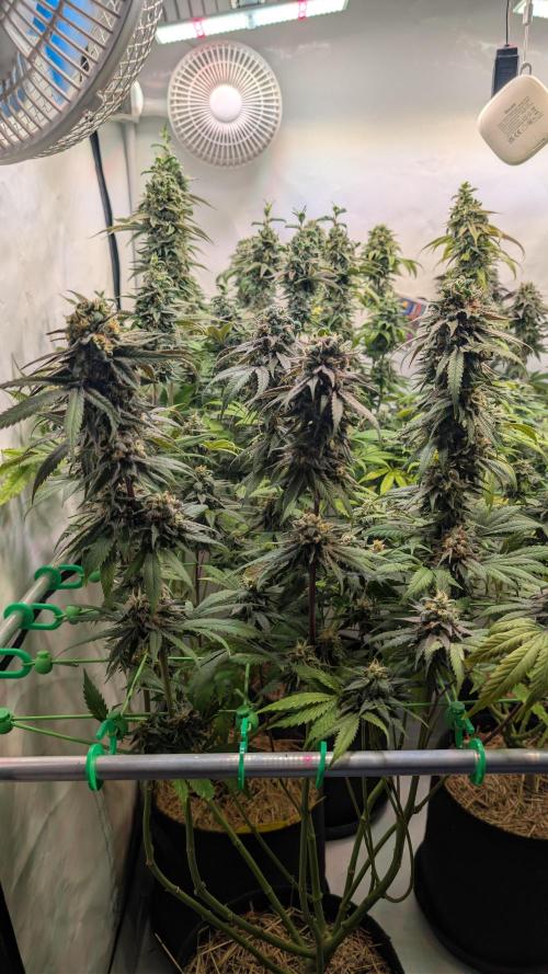 Cup Winning Strains 2026. Week 15