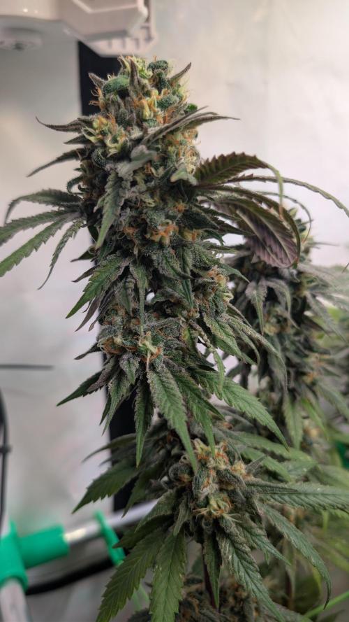 Cup Winning Strains 2026. Week 15