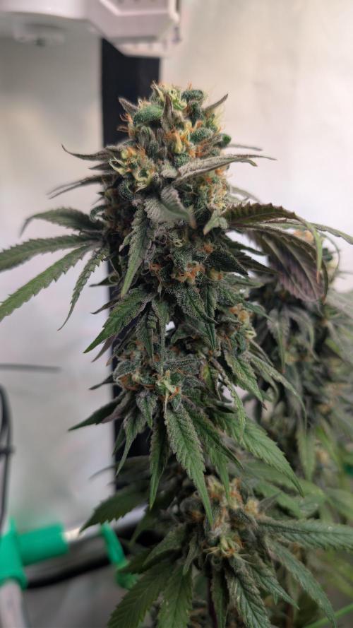 Cup Winning Strains 2026. Week 15