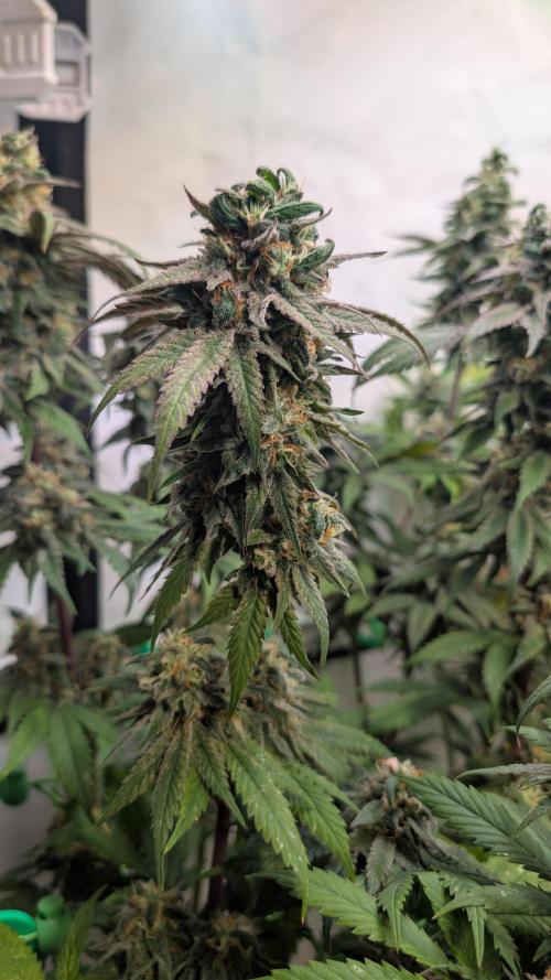 Cup Winning Strains 2026. Week 15