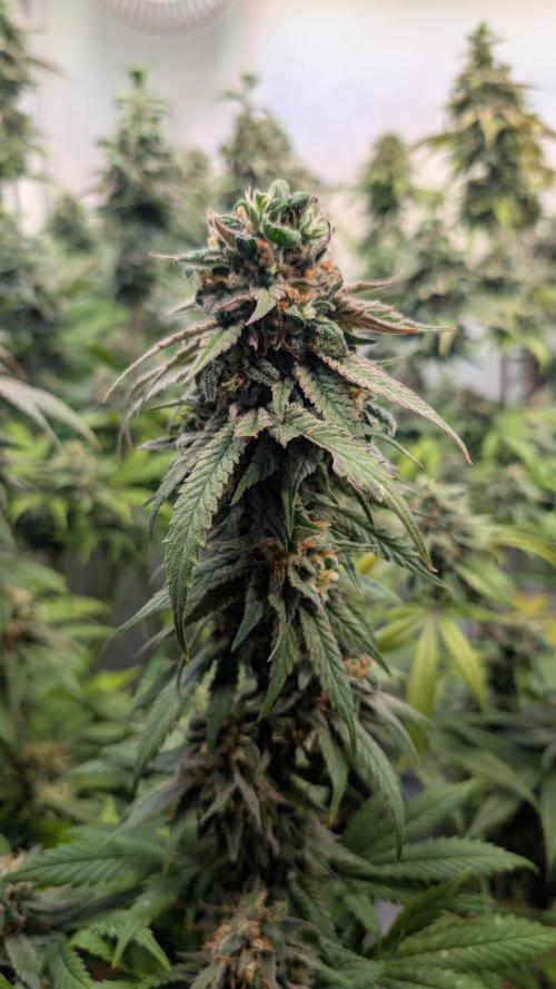 Cup Winning Strains 2026. Week 15
