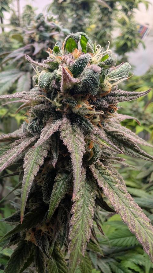 Cup Winning Strains 2026. Week 15