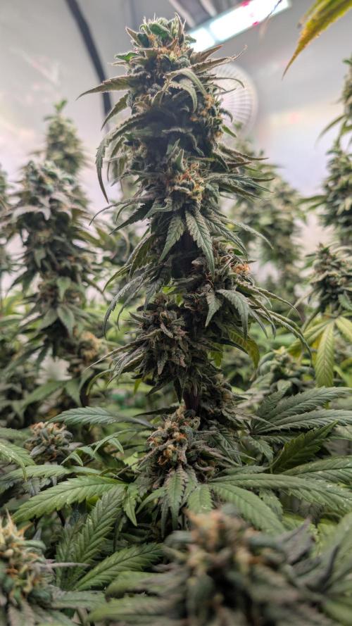 Cup Winning Strains 2026. Week 15