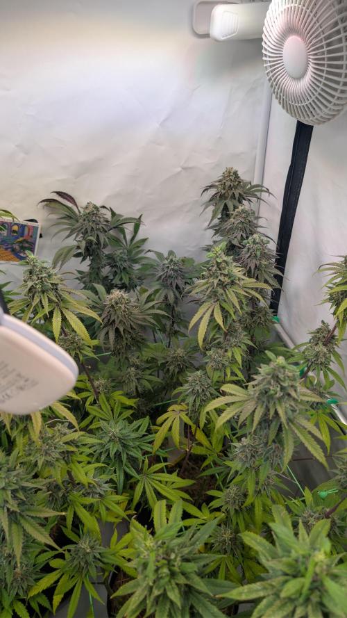 Cup Winning Strains 2026. Week 15