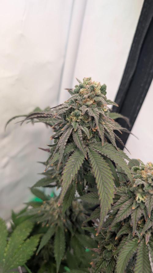 Cup Winning Strains 2026. Week 15