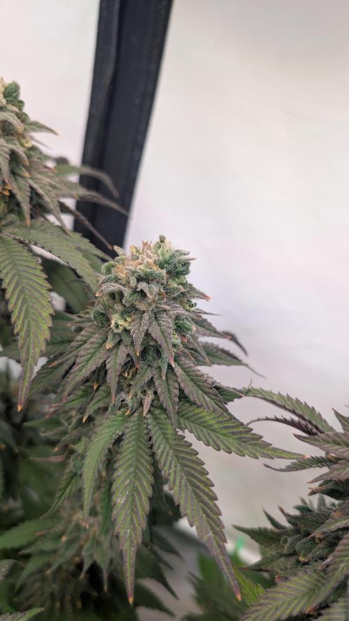 Cup Winning Strains 2026. Week 15