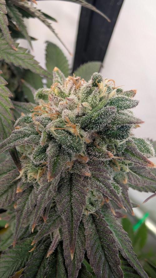 Cup Winning Strains 2026. Week 15