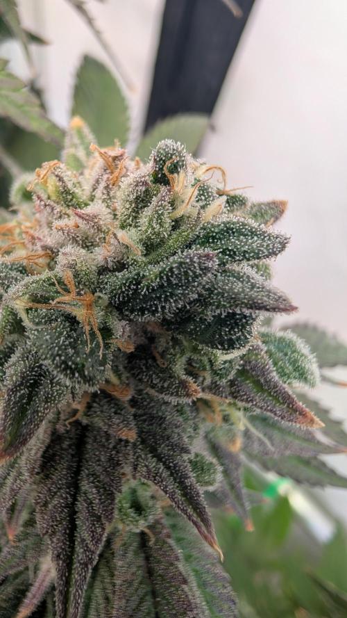 Cup Winning Strains 2026. Week 15