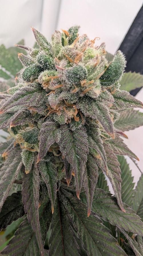 Cup Winning Strains 2026. Week 15