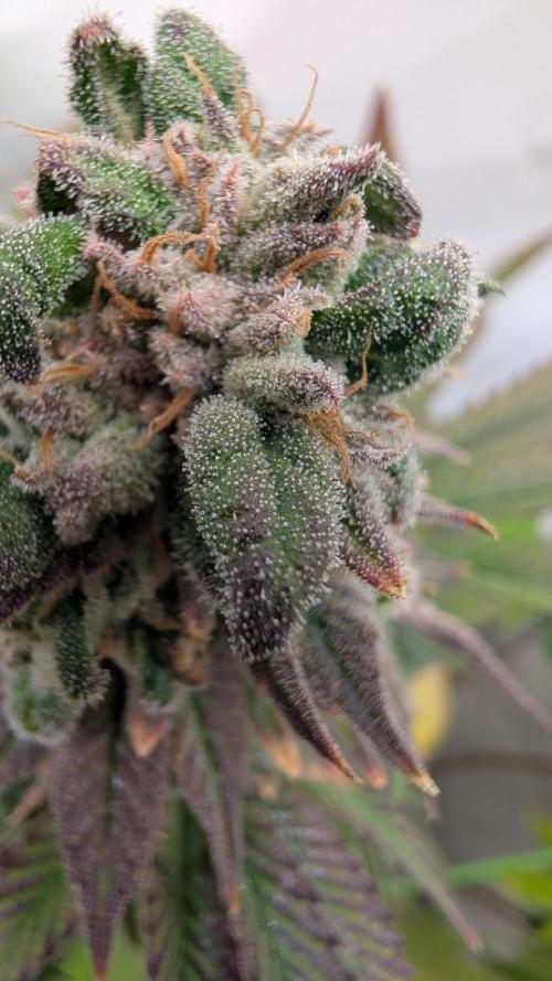 Cup Winning Strains 2026. Week 16