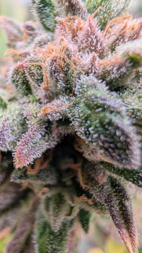 Cup Winning Strains 2026. Week 16