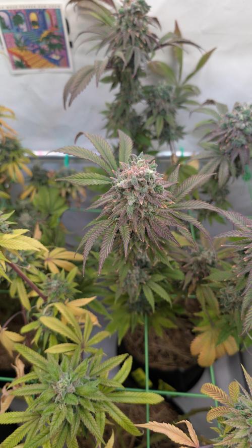 Cup Winning Strains 2026. Week 16