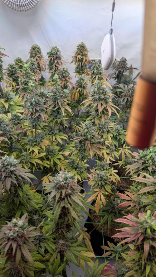Cup Winning Strains 2026. Week 16