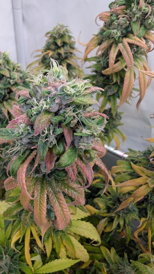 Cup Winning Strains 2026. Week 16