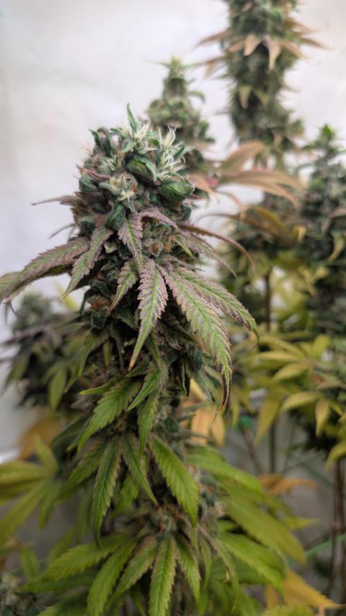 Cup Winning Strains 2026. Week 16