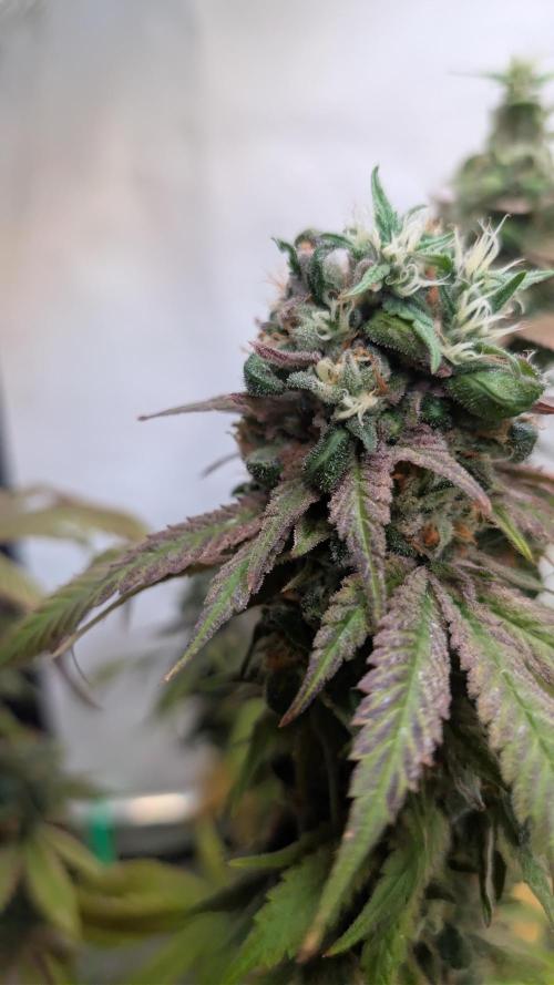 Cup Winning Strains 2026. Week 16