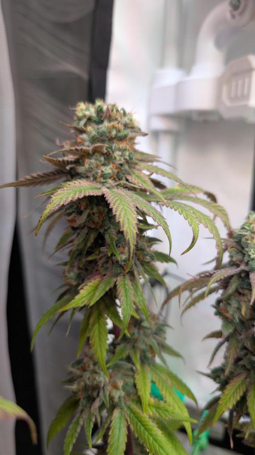 Cup Winning Strains 2026. Week 16