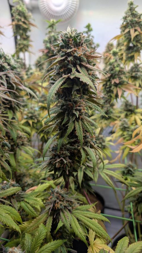 Cup Winning Strains 2026. Week 16