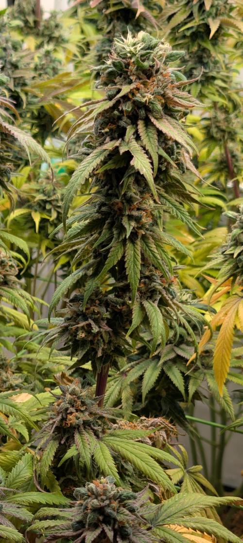 Cup Winning Strains 2026. Week 16