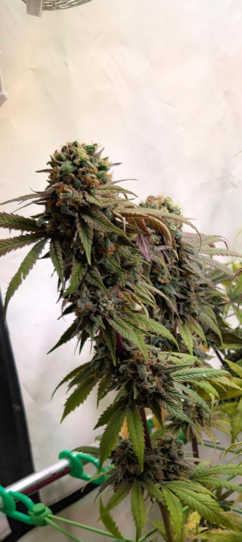 Cup Winning Strains 2026. Week 16