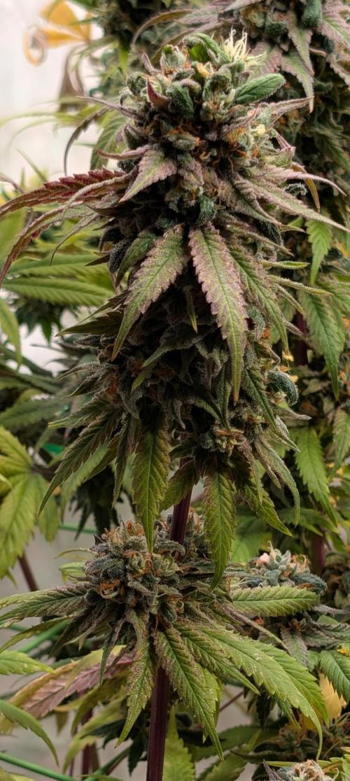 Cup Winning Strains 2026. Week 16