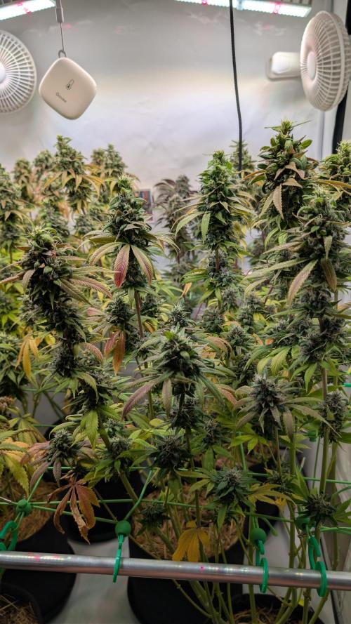 Cup Winning Strains 2026. Week 16