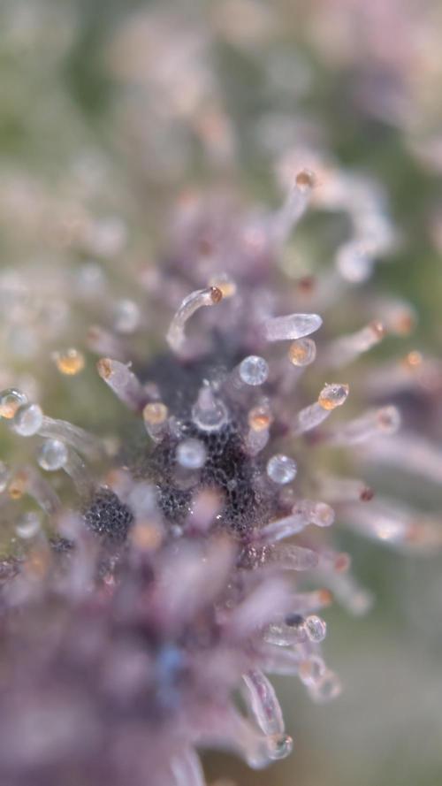 Cup Winning Strains 2026. Week 16