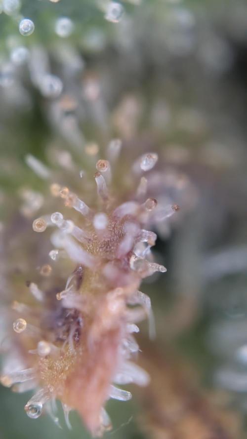 Cup Winning Strains 2026. Week 16