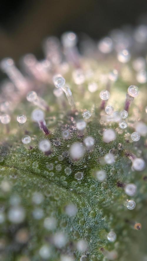 Cup Winning Strains 2026. Week 16