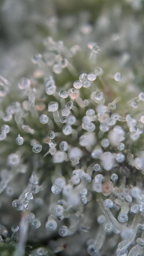 Cup Winning Strains 2026. Week 16